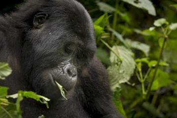 Mountain gorilla (Gorilla beringei beringei) feeding. Bwindi Impenetrable Forest. Uganda