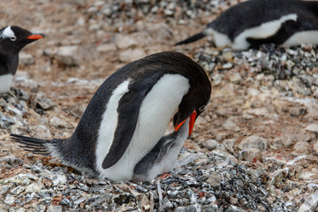 Obraz premium Gentoo penguine with sea elephant