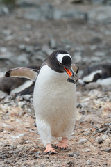 Naklejka premium Gentoo penguine with sea elephant