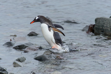 Gentoo penguine with sea elephant
