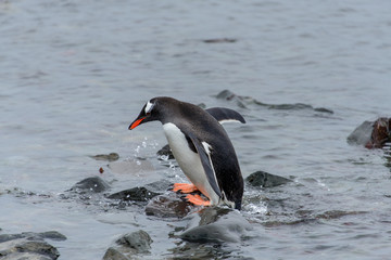 Gentoo penguine with sea elephant