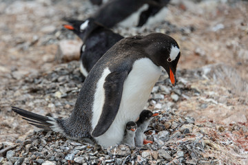 Naklejka premium Gentoo penguine with sea elephant