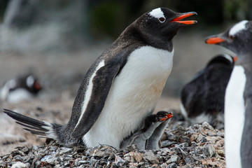Naklejka premium Gentoo penguine with sea elephant