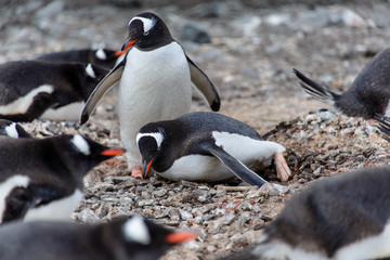 Fototapeta premium Gentoo penguine with sea elephant