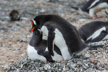 Naklejka premium Gentoo penguins have sex 