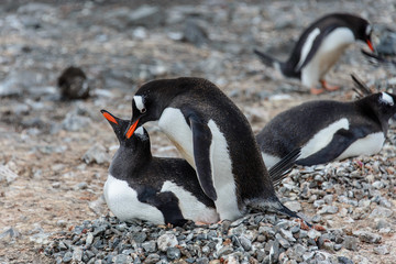 Naklejka premium Gentoo penguins have sex 