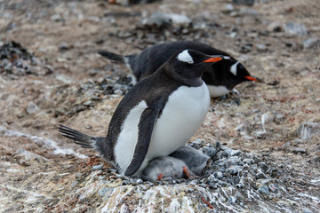 Fototapeta premium Gentoo penguin with chicks 