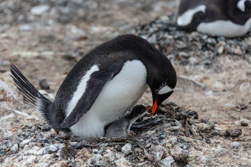 Naklejka premium Gentoo penguin with chicks 