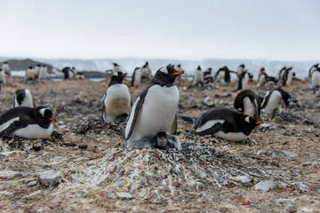 Obraz premium Gentoo penguin with chicks 