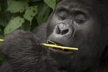 Obraz premium Mountain gorilla (Gorilla beringei beringei) feeding. Bwindi Impenetrable Forest. Uganda