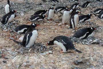 Naklejka premium Gentoo penguin with chicks 