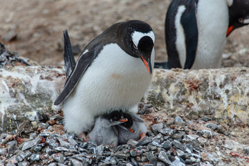 Gentoo penguin with chicks 