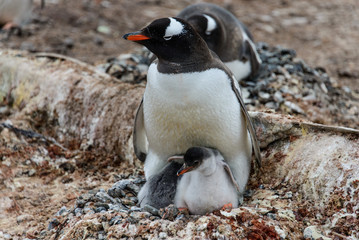 Fototapeta premium Gentoo penguin with chicks 