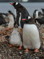 Obraz premium Gentoo penguin with chicks 