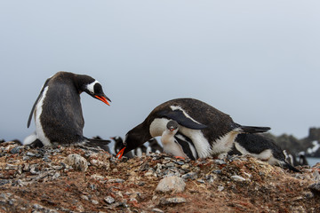 Naklejka premium Gentoo penguin with chicks 