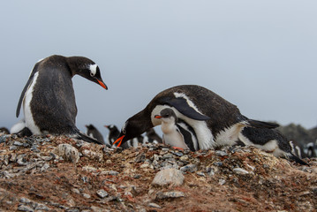 Fototapeta premium Gentoo penguine with chicks