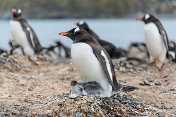 Gentoo penguine with chicks
