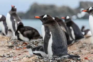 Foto op Canvas Gentoo penguine with chicks © Alexey Seafarer