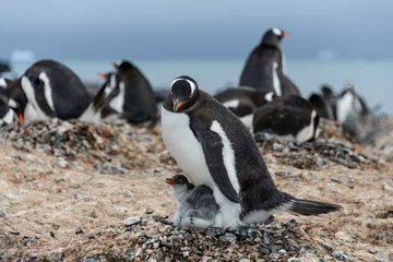 Tuinposter Gentoo penguine with chicks © Alexey Seafarer