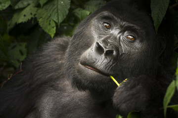 Mountain gorilla (Gorilla beringei beringei) feeding. Bwindi Impenetrable Forest. Uganda © Roger de la Harpe