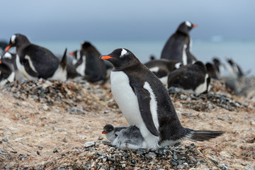 Gentoo penguine with chicks