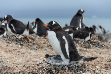 Fotobehang Gentoo penguine with chicks © Alexey Seafarer