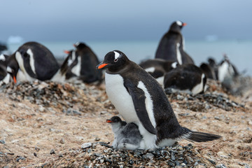 Gentoo penguine with chicks