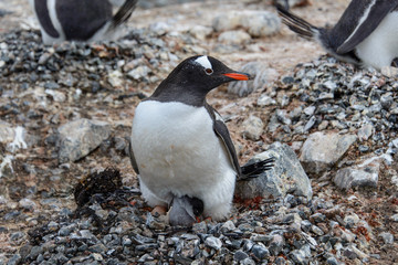 Gentoo penguine with chicks