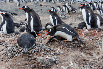 Gentoo penguine with chicks