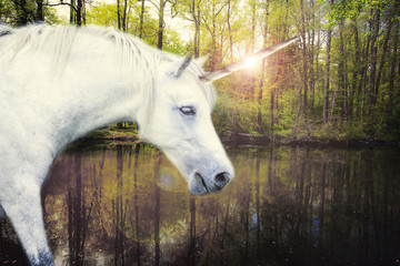 horse © marbenzu