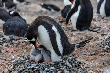 Fototapeta premium Gentoo penguine with chicks