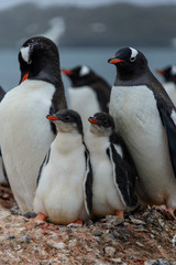 Gentoo penguine with chicks