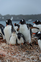 Obraz premium Gentoo penguine with chicks