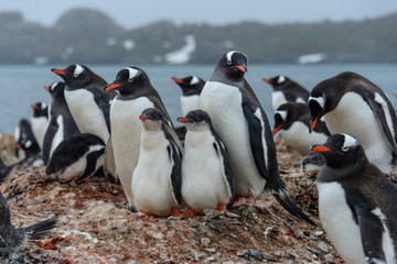 Naklejka premium Gentoo penguine with chicks