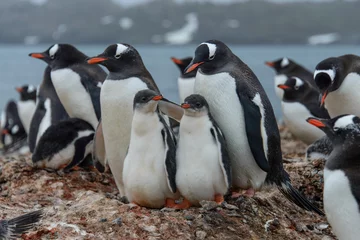 Tuinposter Gentoo penguine with chicks © Alexey Seafarer