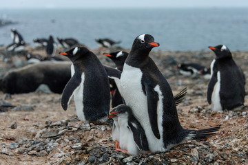 Obraz premium Gentoo penguine with chicks