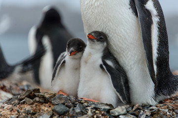 Gentoo penguine with chicks