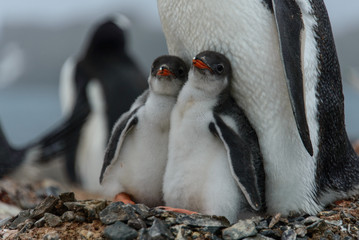 Fototapeta premium Gentoo penguine with chicks