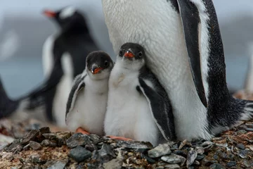Schilderijen op glas Gentoo penguine with chicks © Alexey Seafarer