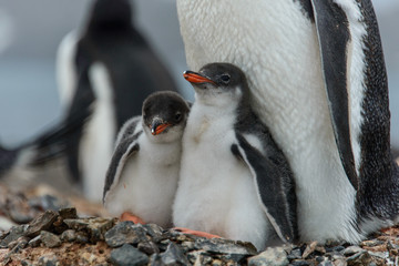 Gentoo penguine with chicks