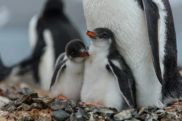 Poster Gentoo penguine with chicks © Alexey Seafarer