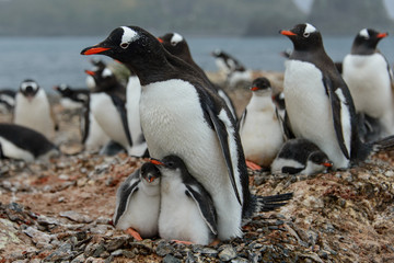 Gentoo penguine with chicks