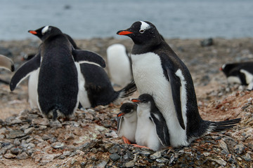 Gentoo penguine with chicks