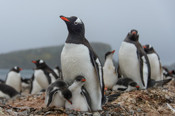 Gentoo penguine with chicks