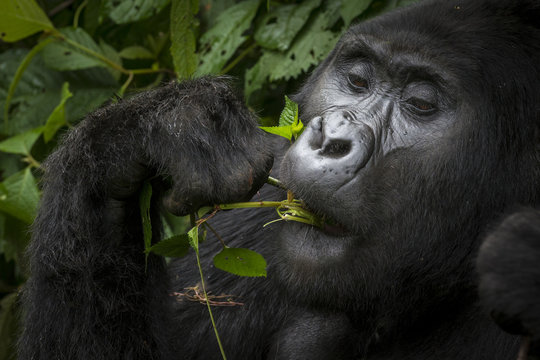 Mountain gorilla (Gorilla beringei beringei) feeding. Bwindi Impenetrable Forest. Uganda