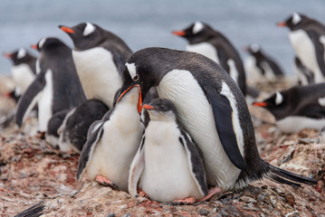 Fototapeta premium Gentoo penguine with chicks