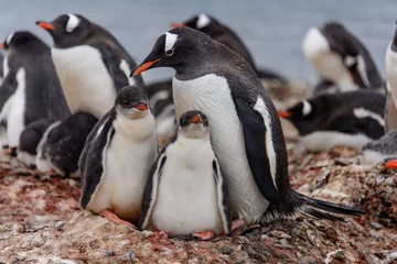 Fotobehang Gentoo penguine with chicks © Alexey Seafarer