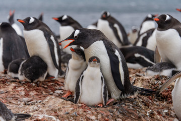 Gentoo penguine with chicks