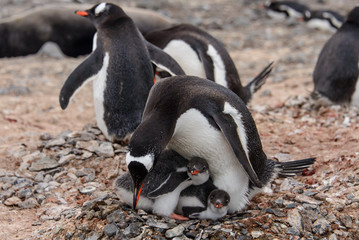 Fototapeta premium Gentoo penguine with chicks