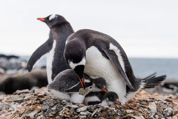 Tuinposter Gentoo penguine with chicks © Alexey Seafarer